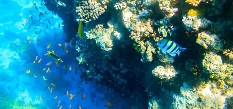Ras Mohamed and White Island by boat