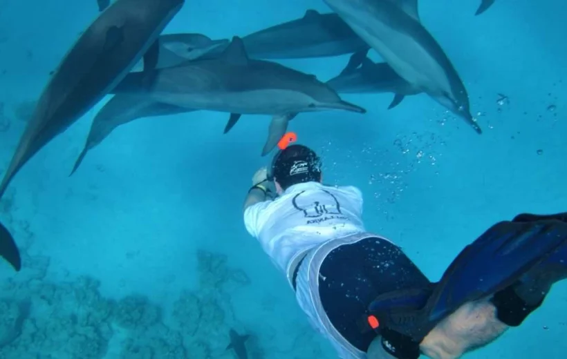 swimming with dolphins in Sharm el Sheikh