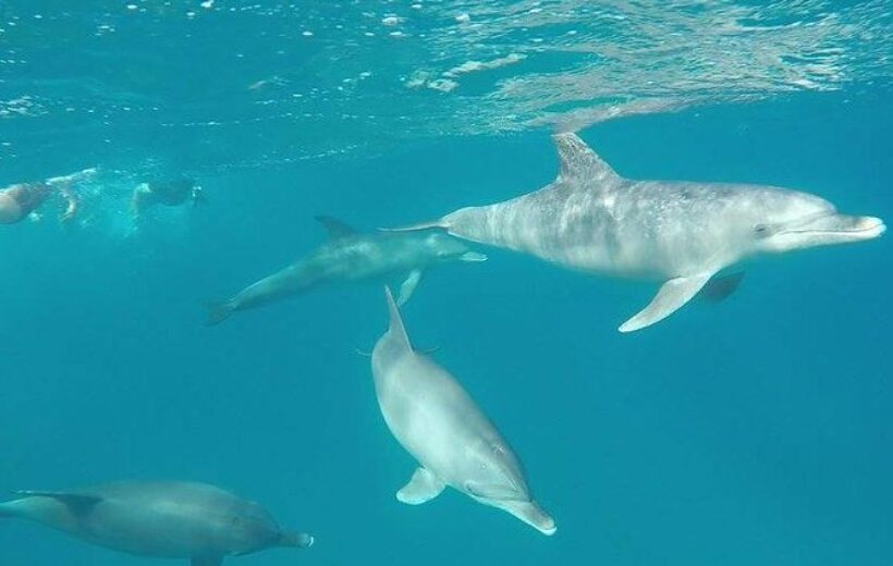 Swimming with Dolphins from Port Safaga